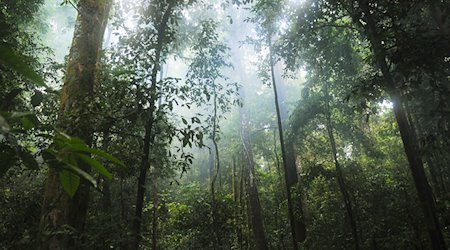 Dresden: AMAZONIEN - Faszination tropischer Regenwald im Panometer 