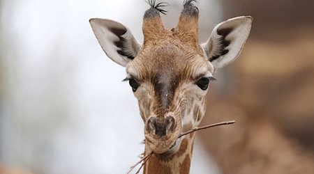 Der junge Giraffenbulle Kiano in seinem Gehege im Zoo Leipzig. / Foto: Sebastian Willnow/dpa