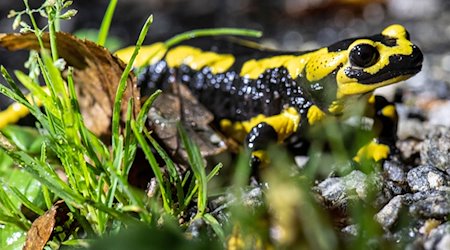 Una salamandra de fuego se arrastra por el suelo del bosque / Foto: Boris Roessler/dpa