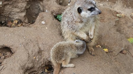Meerkat drinks from its mother (Photo: Tierpark Chemnitz, Sophie Hohaus)