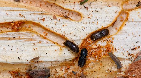 Escarabajos de corteza de pino de doce dientes se arrastran por túneles de alimentación en un tronco / Foto: Klaus-Dietmar Gabbert/dpa