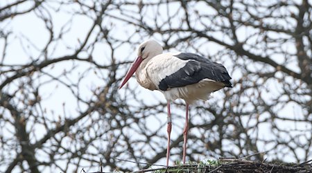 A white stork stands in its nest on a chimney in northern Saxony / Photo: Sebastian Willnow/dpa