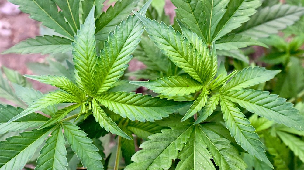 An illegal cannabis plantation discovered during a drug raid on a private property in Brandenburg / Photo: Patrick Pleul/dpa