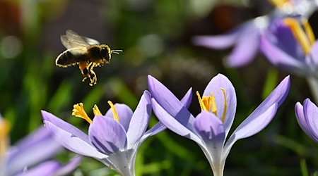 Una abeja vuela sobre azafranes en flor / Foto: Katrin Requadt/dpa/Archivbild
