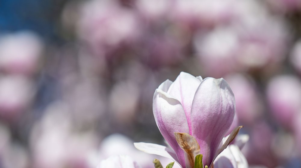 Eine Magnolie steht an der Klingerbrücke in Leipzig in voller Blüte. / Foto: Hendrik Schmidt/dpa