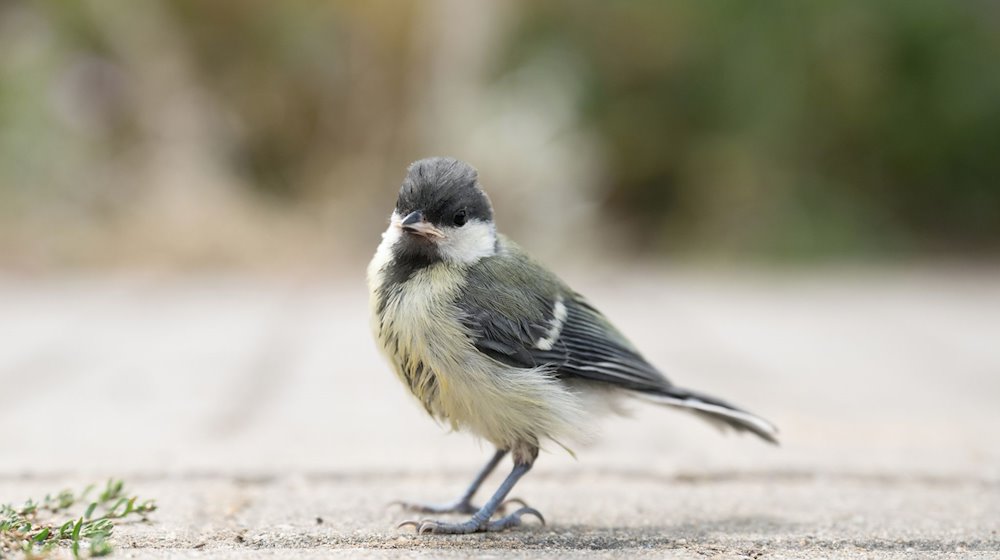 Eine Kohlmeise (Parus major) auf dem Gelände der Wildvogelauffangstation des Umweltzentrums Dresden. / Foto: Sebastian Kahnert/dpa