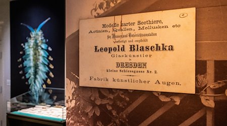 Blick in die Ausstellung «Spineless: A Glass Menagerie of Blaschka Marine Invertebrates» im Mystic Seaport Museum. / Foto: Mystic Seaport Museum/dpa