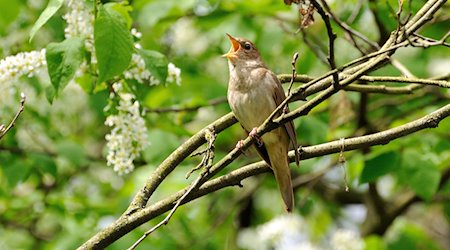 Vogelgezwitscher überall. Der Soundtrack des Frühlings ist nicht mehr zu überhören. Unser Tipp: Lassen Sie sich morgens einfach davon wecken. Denn glücklicher kann ein Tag nicht beginnen!