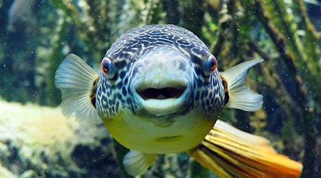"Fisch, Frosch & Co." im Zoo Leipzig – Ein Fest für Aquarienfans