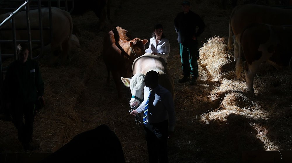 Cattle are led through the agricultural trade fair "agra". / Photo: Jan Woitas/dpa
