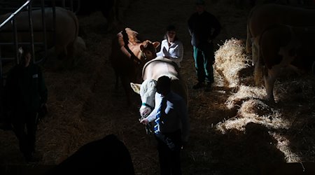 Rinder werden über die Landwirtschaftsmesse „agra“ geführt. / Foto: Jan Woitas/dpa