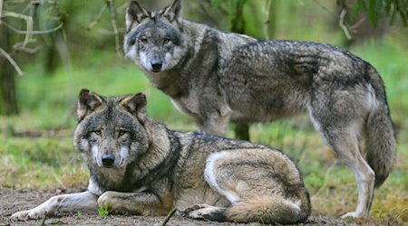 Zwei Wölfe schauen durch die Gegend. / Foto: Patrick Pleul/dpa-Zentralbild/dpa