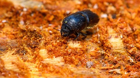 Un escarabajo de la corteza se arrastra por la parte inferior de la corteza de un pino. / Foto: Klaus-Dietmar Gabbert/dpa/Imagen simbólica