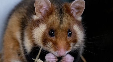 A male field hamster. / Photo: Hendrik Schmidt/dpa/Symbolic image