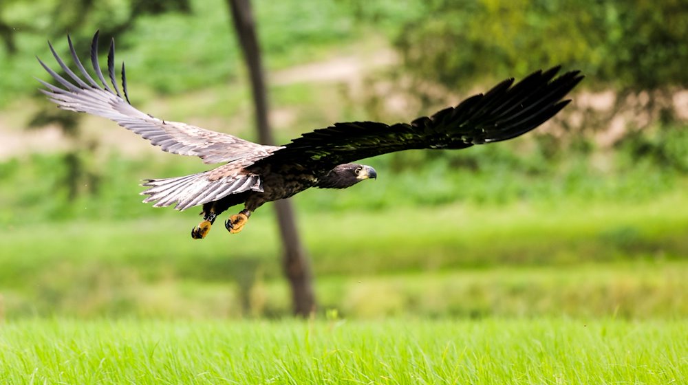 Молодий орлан-білохвіст летить. / Фото: Frank Molter/dpa/symbol image