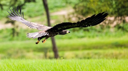 Una joven águila de cola blanca vuela. / Foto: Frank Molter/dpa/symbol image