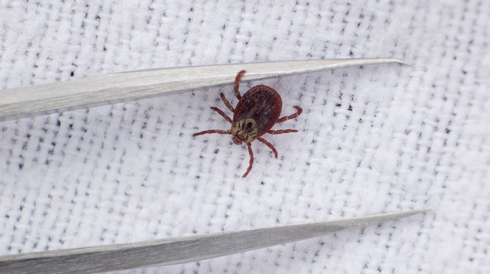 A meadow tick, caught by scientists from the Faculty of Veterinary Medicine at Leipzig University, next to a pair of tweezers / Photo: Sebastian Willnow/dpa