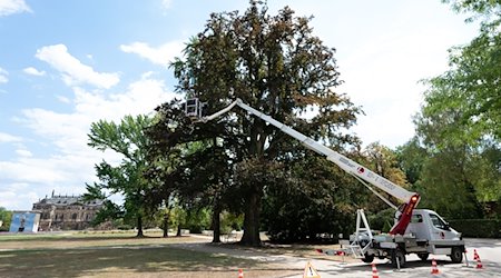 Arborists stand on a lifting platform and take samples from a copper beech / Photo: Sebastian Kahnert/dpa/Archivbild