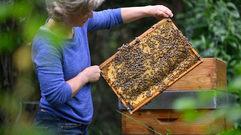 تحمل النحالة ماريون ليبر إطارًا للأعشاش يحتوي على نحل المقتول من خلال خلية النحل بين يديها. / الصورة: روبرت مايكل / دبي/صورة أرشيفية