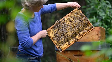 تحمل النحالة ماريون ليبر إطارًا للأعشاش يحتوي على نحل المقتول من خلال خلية النحل بين يديها. / الصورة: روبرت مايكل / دبي/صورة أرشيفية