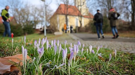 Crocuses bloom in the half-abandoned and decaying village of Pödelwitz / Photo: Jan Woitas/dpa