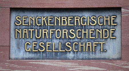 Табличка з написом "Senckenbergische Naturforschende Gesellschaft" вмонтована у фасад при вході до музею Сенкенберга. / Фото: Arne Dedert/dpa