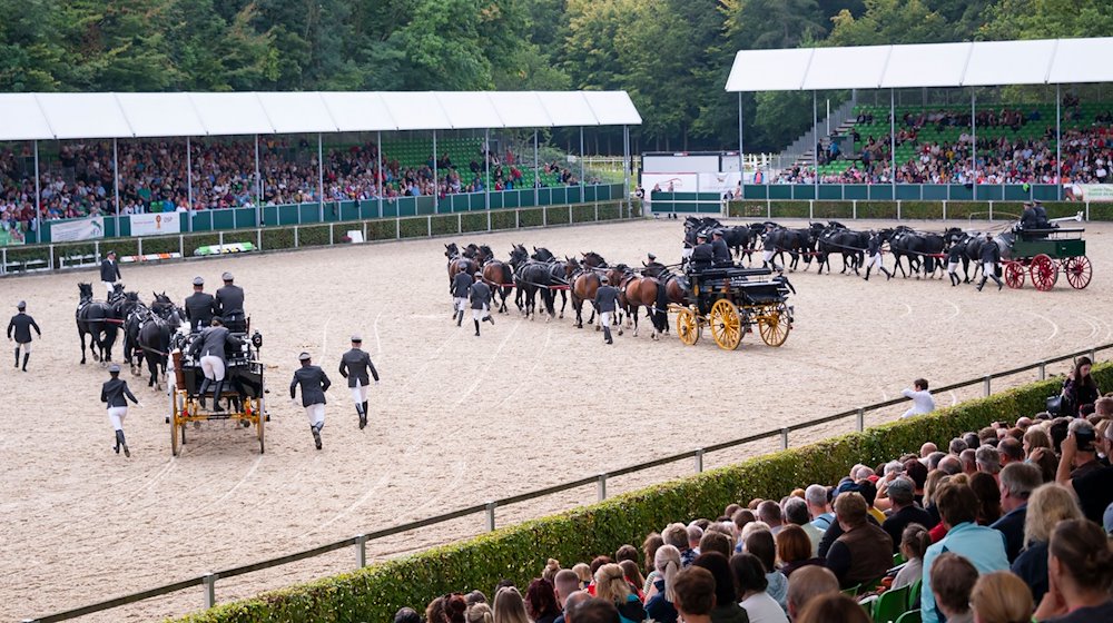 Heavy warmbloods in trains of ten show off their skills during the traditional stallion parade on the stallion parade grounds of the Moritzburg State Stud north of Dresden. The first stallion parade took place here in 1924 / Photo: Matthias Rietschel/dpa-Zentralbild/dpa