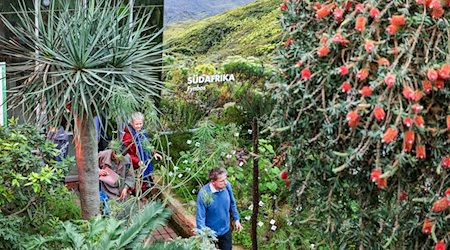 Відвідувачі прогулюються нещодавно відкритим Середземноморським домом у Ботанічному саду Лейпцизького університету / Фото: Jan Woitas/dpa