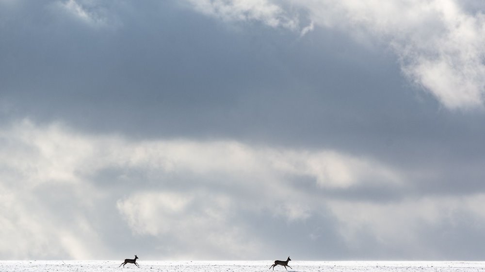 Rehe laufen über ein schneebedecktes Feld. / Foto: Armin Weigel/dpa/Symbolbild