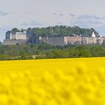 Blick über eine blühendes Rapsfeld auf die Festung Königstein in der Sächsischen Schweiz. / Foto: Robert Michael/dpa-Zentralbild/dpa/Archivbild
