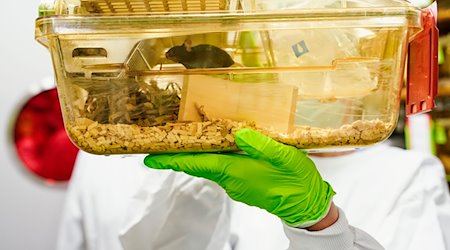 Una empleada sostiene una jaula con ratones en sus manos en el Laboratorio Central de Animales del Centro Alemán de Investigación Oncológica (DKFZ). / Foto: Uwe Anspach/dpa/Archivbild