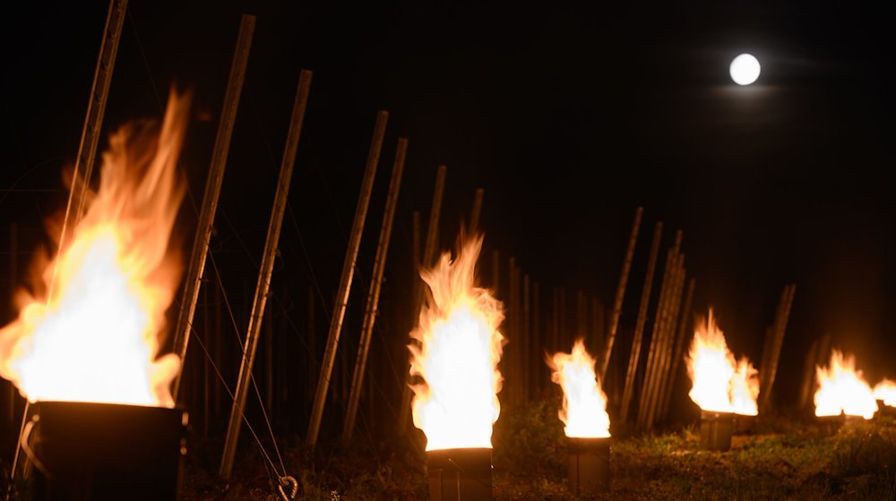 Numerous small controlled fires burn in a vineyard / Photo: Robert Michael/dpa