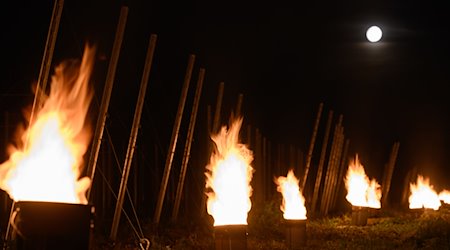 На винограднику горять численні невеликі контрольовані пожежі / Фото: Robert Michael/dpa