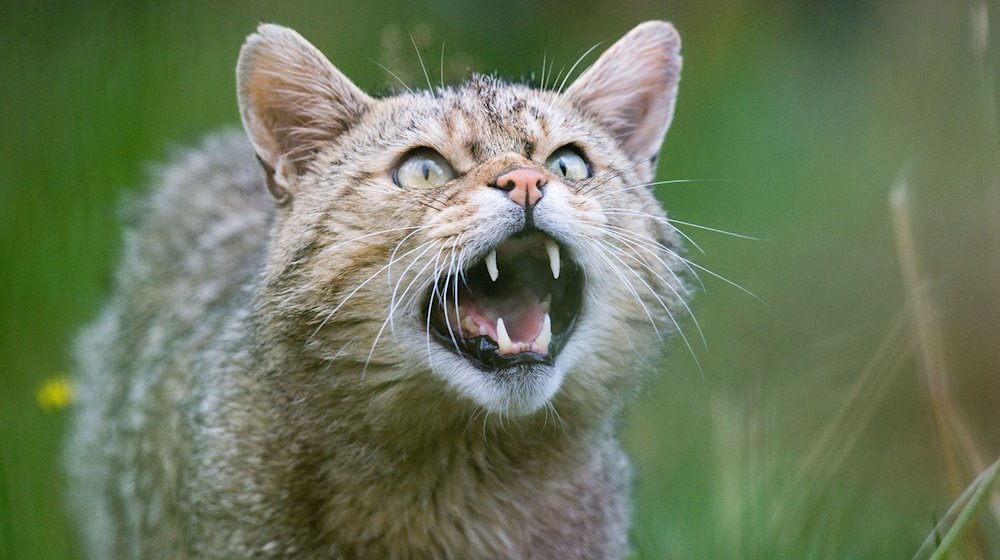 Eine Wildkatze zeigt ihre Zähne. / Foto: Julian Stratenschulte/dpa/Symbolbild