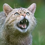 Eine Wildkatze zeigt ihre Zähne. / Foto: Julian Stratenschulte/dpa/Symbolbild