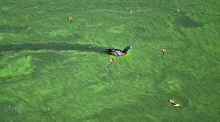 A water bird crosses the carpet of blue-green algae. / Photo: Soeren Stache/dpa
