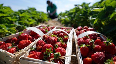A harvest worker picks strawberries in the field of strawberry producer Funck in Leipzig / Photo: Hendrik Schmidt/dpa