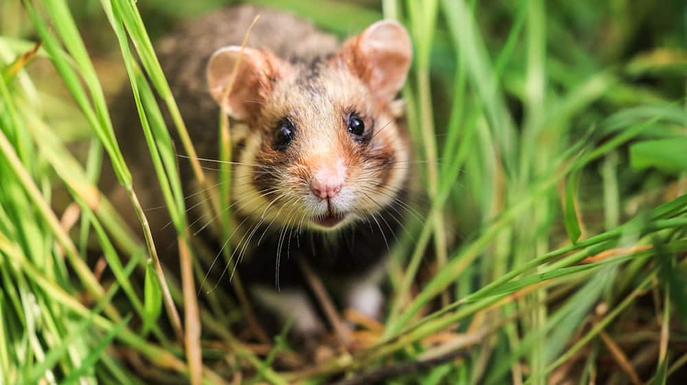 A field hamster sits in the grass in a field / Photo: Oliver Berg/dpa