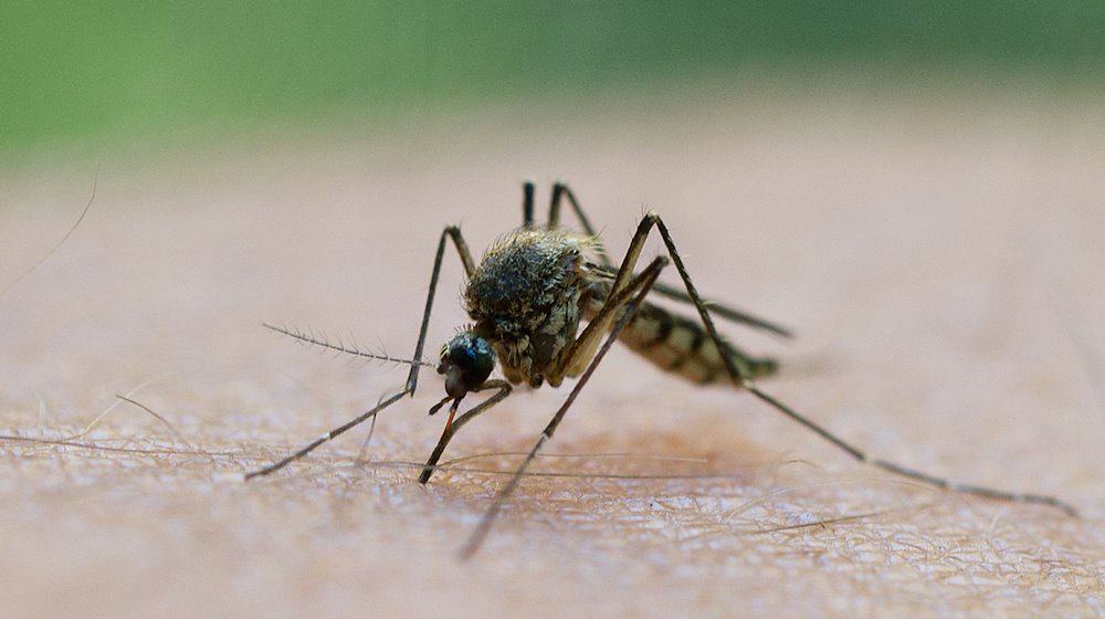Die Menschen in Sachsen müssen sich auf deutlich mehr Stechmücken in diesem Jahr einstellen. / Foto: Patrick Pleul/dpa-Zentralbild/dpa/Archivbild