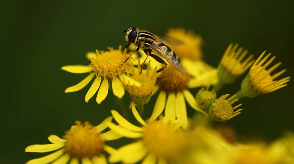 Ein Insekt sitzt auf einem blühenden Jakobs-Kreuzkraut. / Foto: Felix Kästle/dpa
