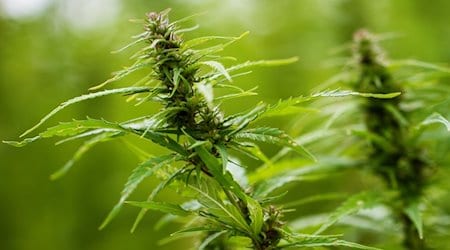Blühende Cannabis-Pflanze / Foto von NickyPe auf Pixabay