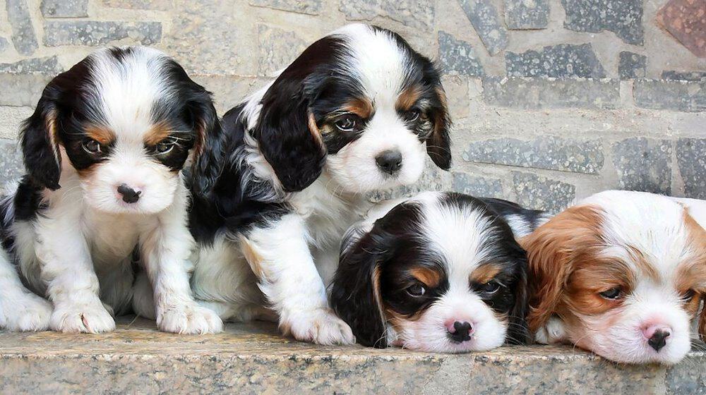 Hundewelpen sitzen und liegen nebeneinander. / Foto: Waltraud Grubitzsch/dpa-Zentralbild/dpa/Symbolbild