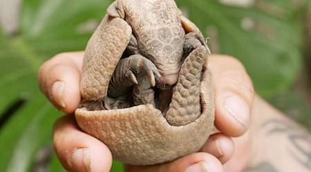 Zoo Hoyerswerda: Zwei besondere Tierkinder im April geboren