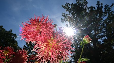 Blühende Dahlien bei strahlendem Sonnenschein. / Foto: Sebastian Willnow/dpa/Archivbild