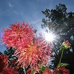 Blühende Dahlien bei strahlendem Sonnenschein. / Foto: Sebastian Willnow/dpa/Archivbild