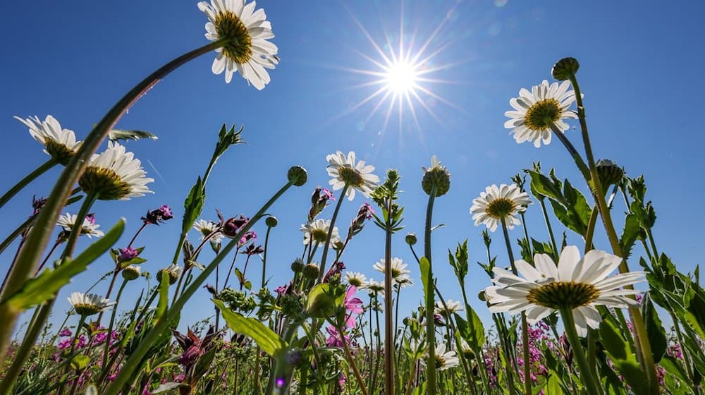 Die Sonne scheint auf einen reichhaltig blühenden Blühstreifen auf einem Feld. / Foto: Jan Woitas/dpa/Symbolbild