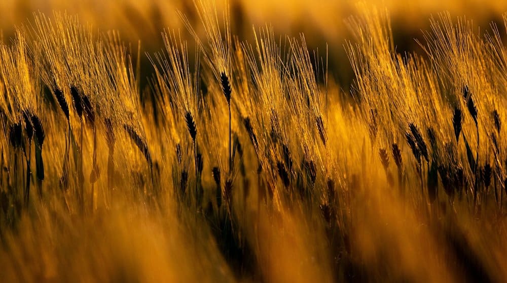 The sun rises behind a field of barley / Photo: Hendrik Schmidt/dpa
