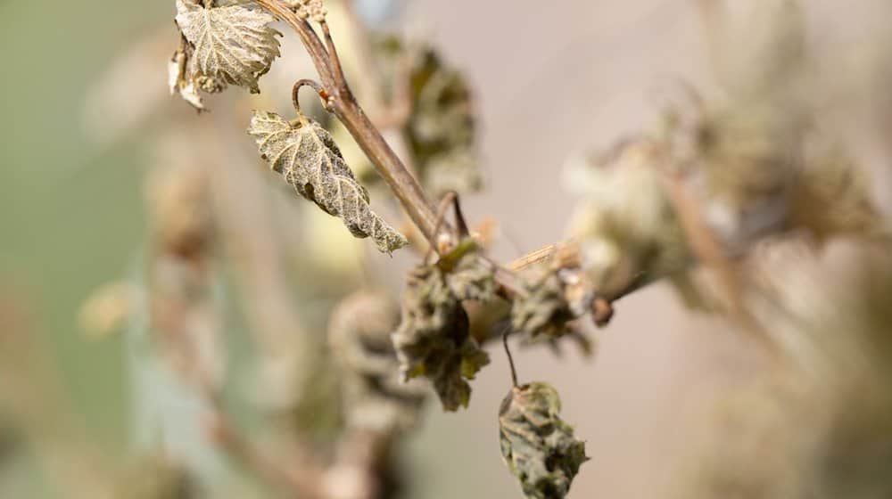 Frost damage on a vine / Photo: Sebastian Kahnert/dpa