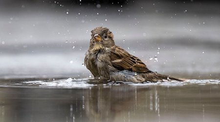 A house sparrow, also known as a sparrow, bathes in a puddle / Photo: Monika Skolimowska/dpa