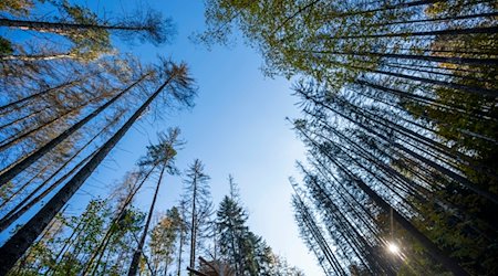 Die Bäume eines Mischwaldes sind im Nationalpark Sächsische Schweiz zu sehen. / Foto: Matthias Rietschel/dpa